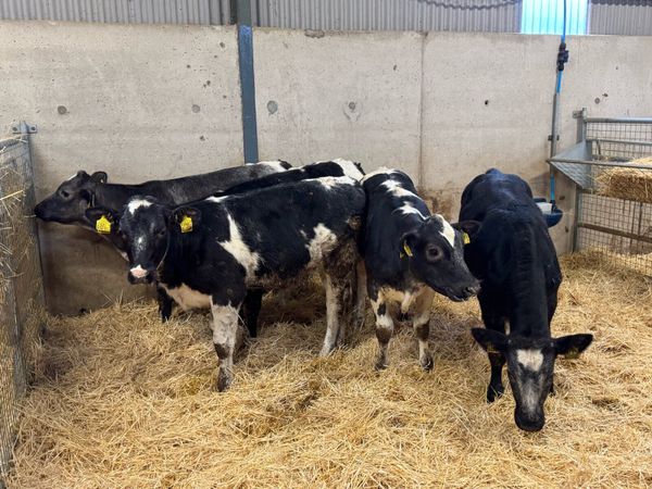 Belgian Blue Heifers - Main image