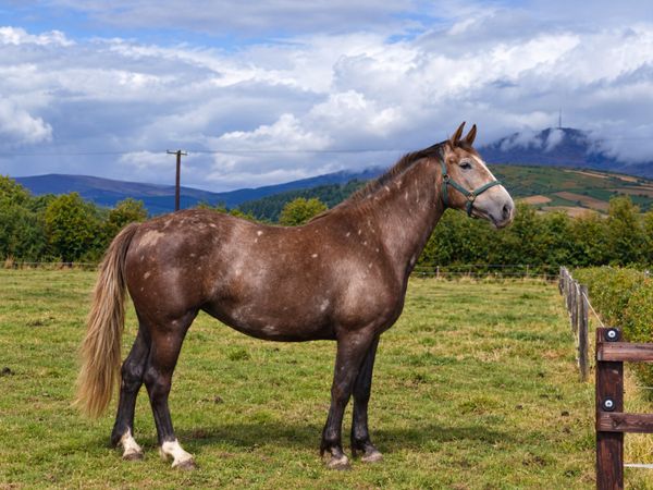 Powerful 4yo Cappa Cassanova x Lancelot mare. - Main image