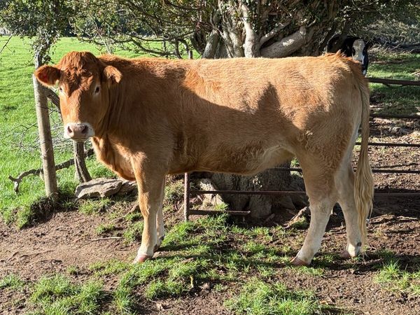 Organic heifers Tullow Mart 7th October - Main image