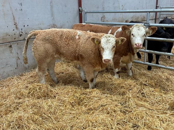 PBNR Simmental heifers - Main image