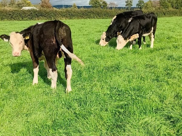 10 hereford weanlings - Main image