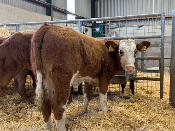 Red Heifers - Main image