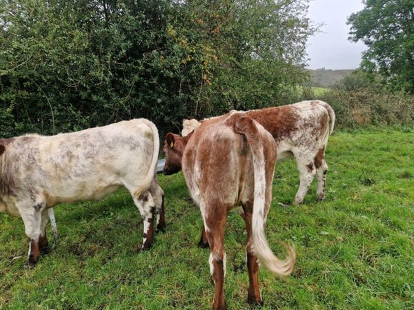 Roan Breeding Heifers - Main image