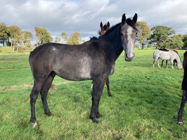 Lovely 3-year-old Gelding with a super Temperament - Main image