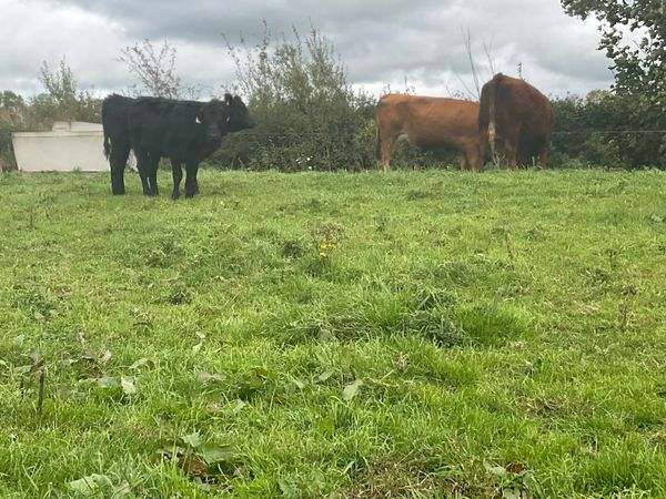 Limousine Sucklers & Angus Calves - Main image