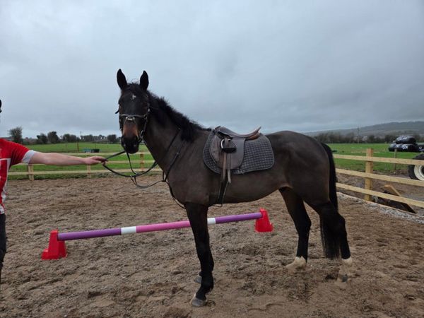 5 year old gelding - Main image