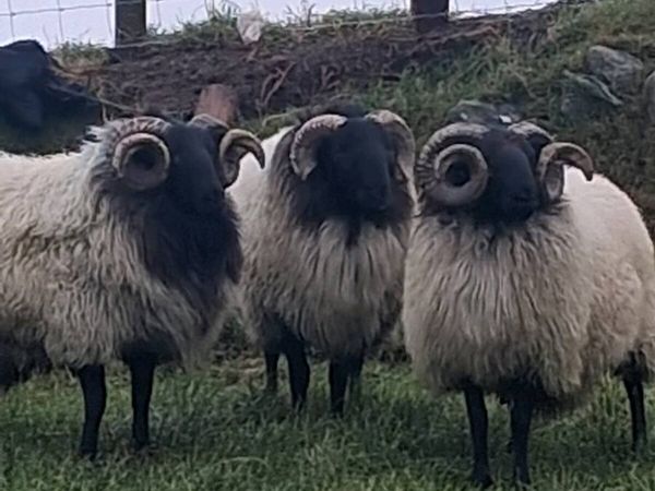 Blackface  Mountain Hogget  Rams - Main image