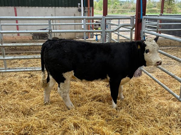 Cow makers - Main image