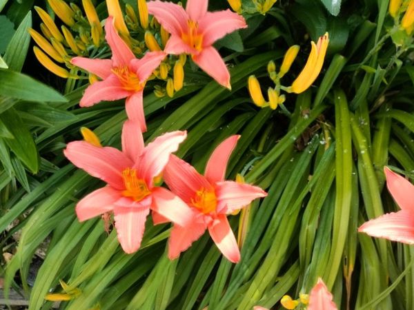 Day lily's. Daylilies, also known as hemerocallis, - Main image