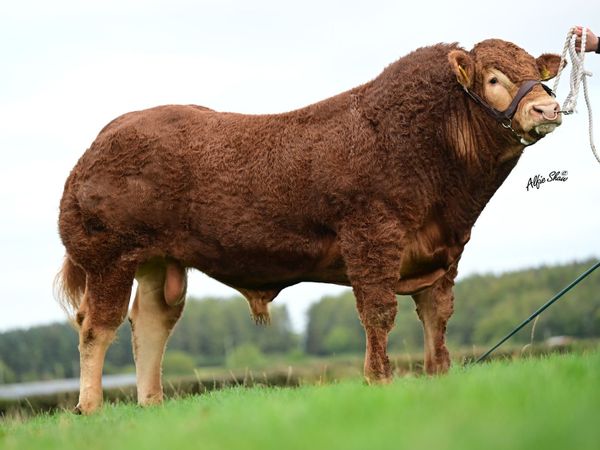 Limousin bull - Main image