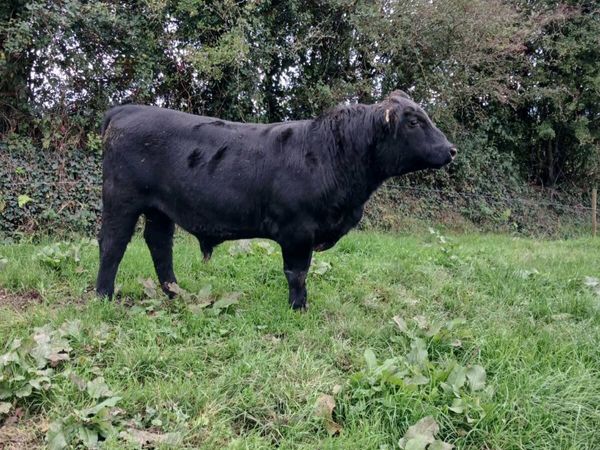 Pure bred Registered Angus bull - Main image