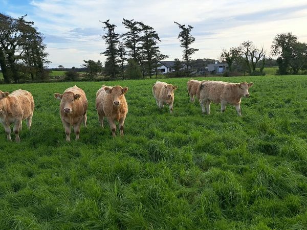 18 Quality Heifer Weanlings - Main image