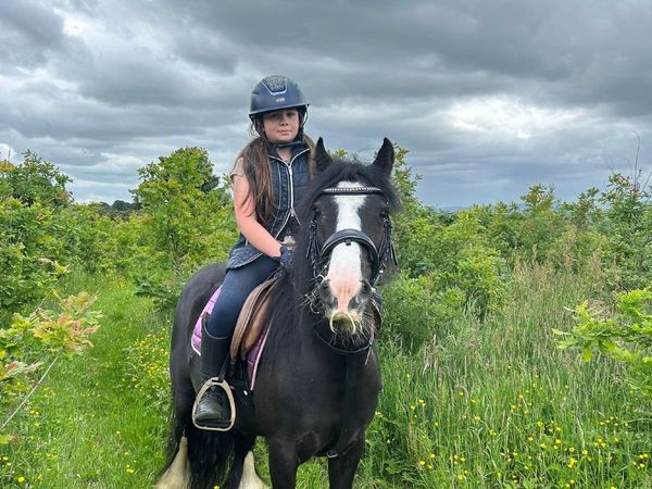 Pony - Main image