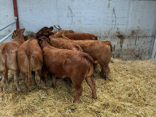 Lim heifers - Main image