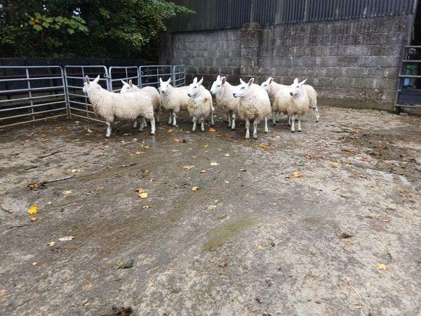 Carnaross Mart 7th of October!! - Main image