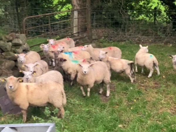 Store lambs - Main image