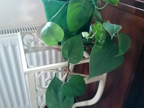 Plant - Main image