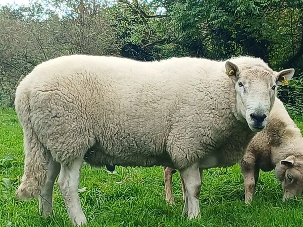 Cheviot ram for sale - Main image