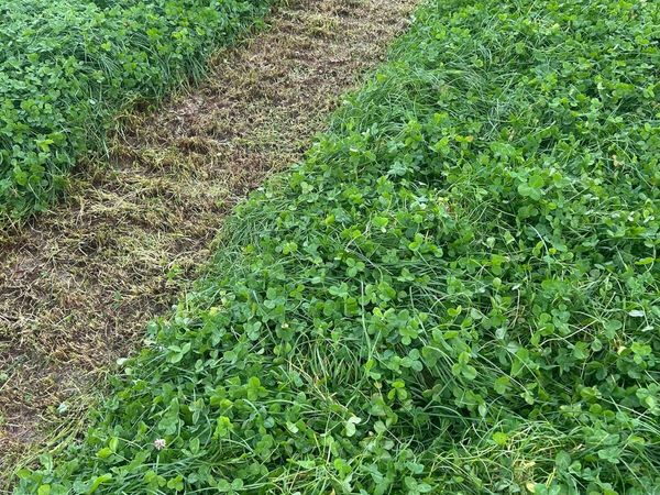 Silage - Main image