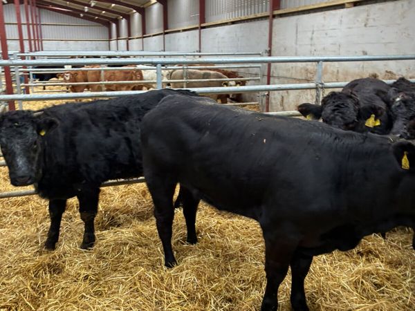 Lim heifers - Main image