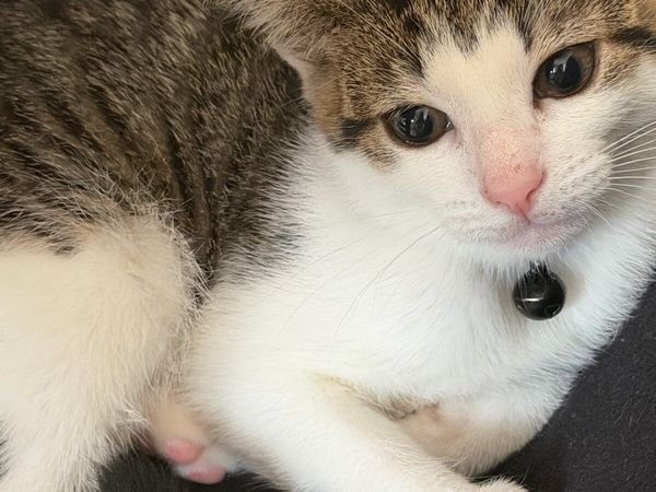 Kittens Neutered Microchipped - Main image