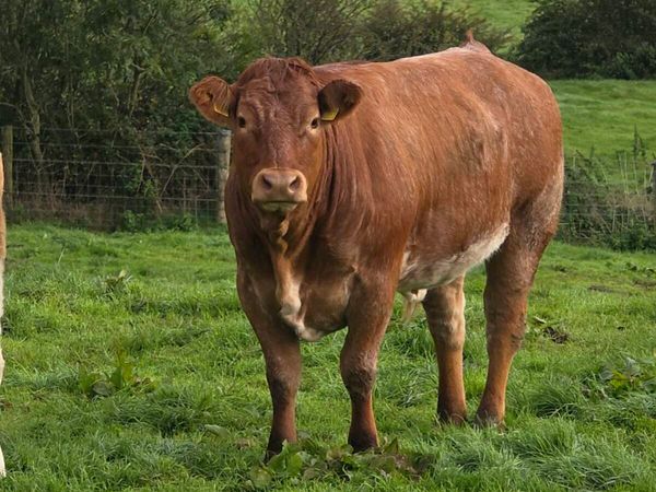 Springing heifers - Main image