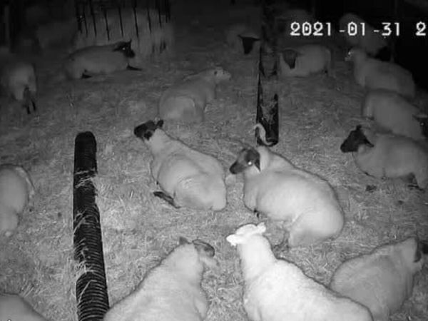 Calving Camera with SIM . NO WIFI NEEDED - Main image