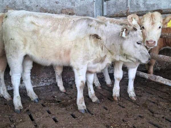 Charolais Weanlings - Main image