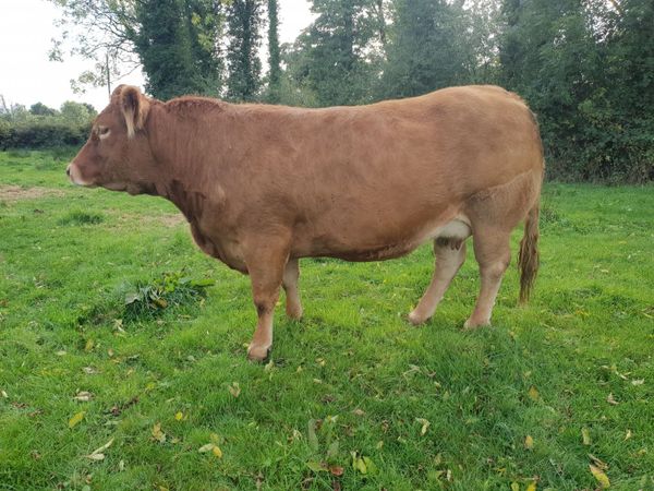 5 star In calf pedigree limousin cow - Main image