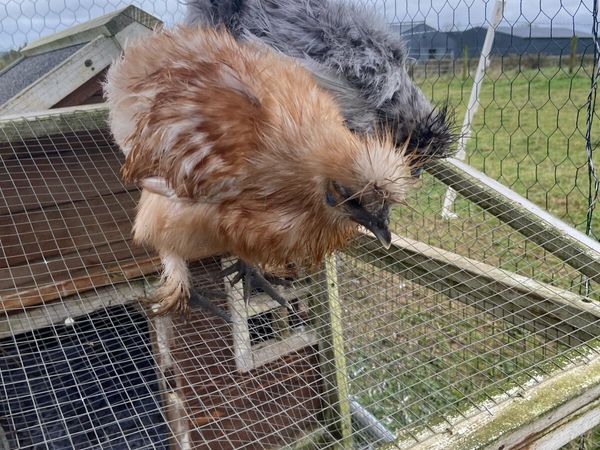 Chickens - Main image