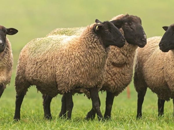 Sheep Winter Grazing Available - Main image