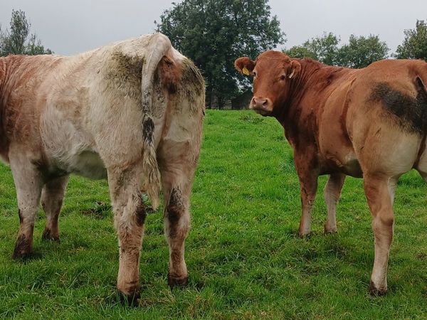 Breeding Heifers - Main image