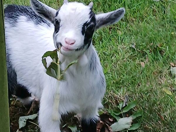 Pygmy goat - Main image