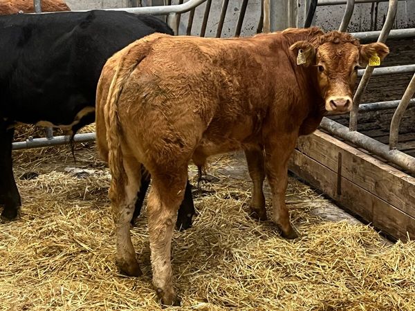 Weanlings for Balla mart - Main image