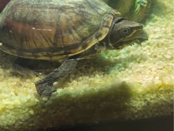 Musk Turtle *free to a good home* - Main image