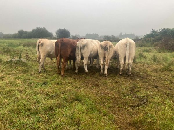 6 Bullocks - Main image
