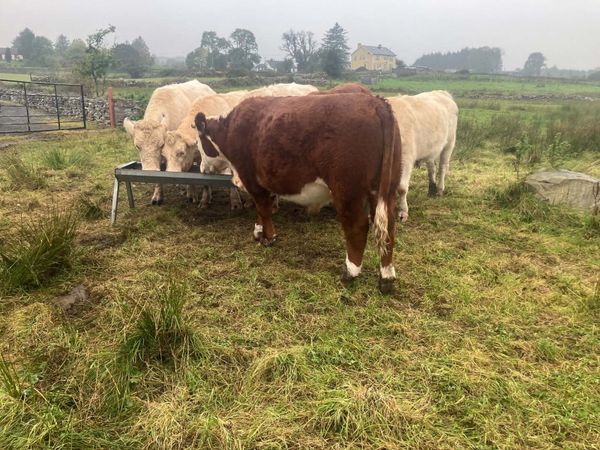 6 Bullocks - Main image