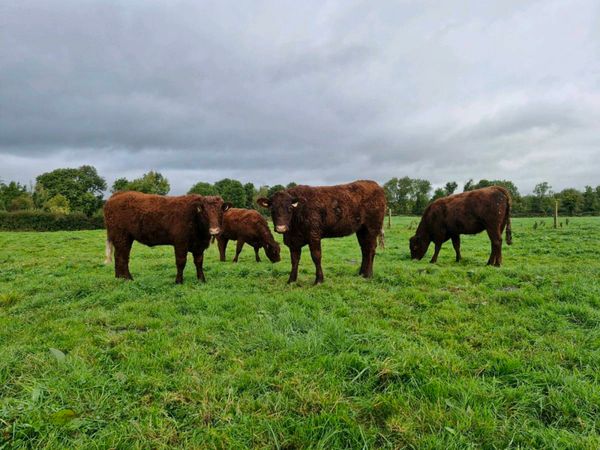 Saler incalf heifers - Main image