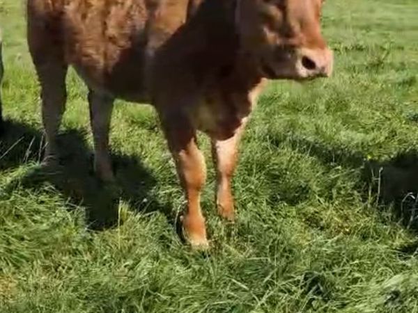 Claddagh McCabe heifer - Main image