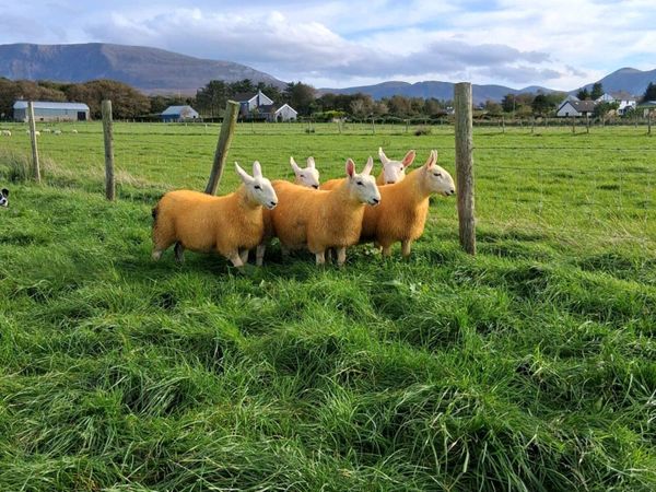 North country cheviot ewe lambs and ram lambs - Main image