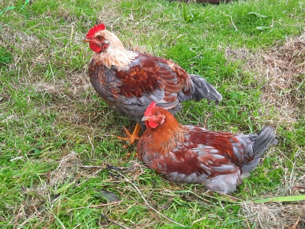 Cockerals and pullets for sale - Main image