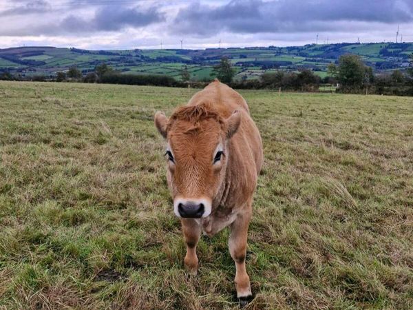 Aubrac weanling Heifers - Main image