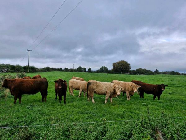 Incalf heifers - Main image