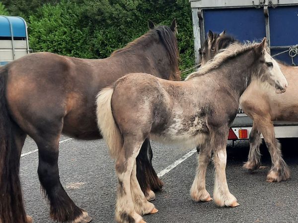 Heavy Colt Foal - Main image
