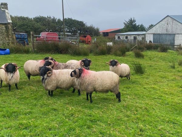 Quality Hogget Rams - Main image
