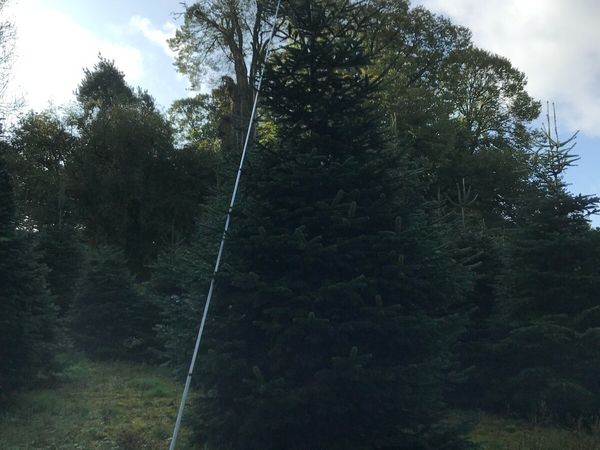 Real Christmas tree - Main image