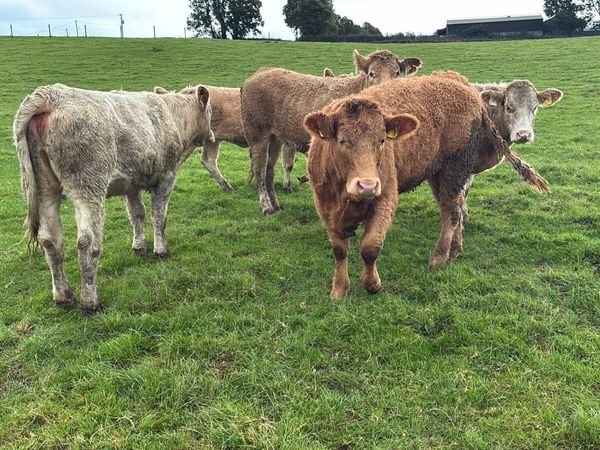 6 super 420 kg charlaois store heifers - Main image