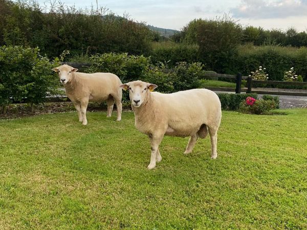 Sheep - Main image