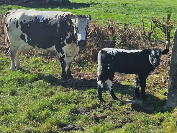 Cow and calf - Main image