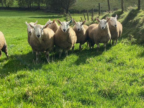 Cheviot Ram Lambs - Main image